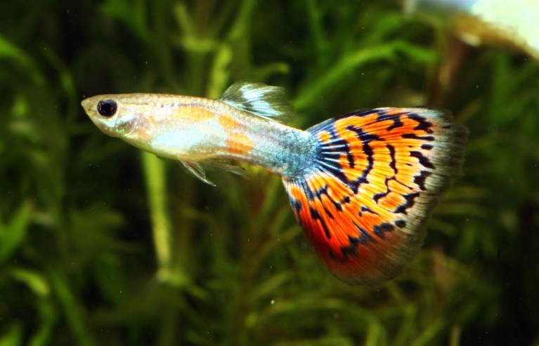 孔雀魚多久餵一次