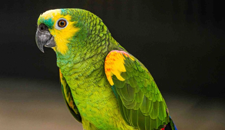 鸚鵡水果飲食注意事項