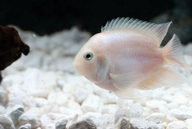 觀賞魚產卵照顧