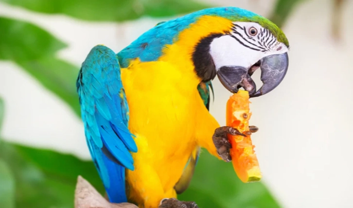 鸚鵡飲食禁忌 鸚鵡飲食禁忌