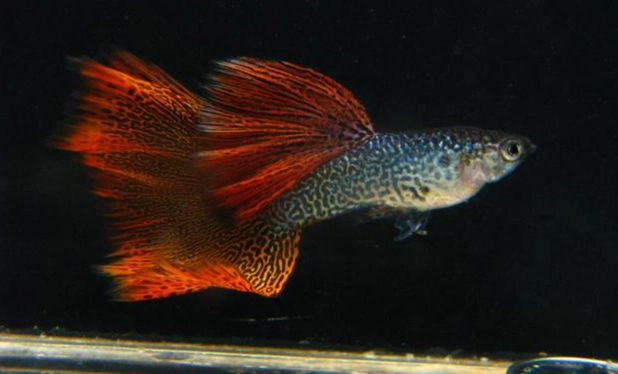 孔雀魚死亡原因