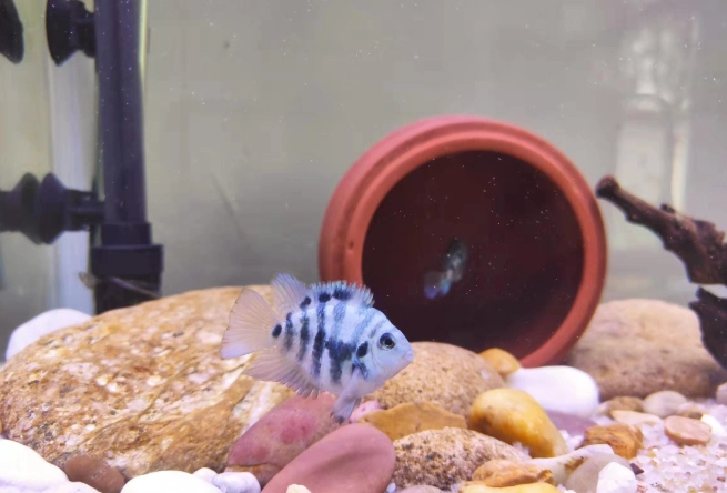 迷你鸚鵡魚飼養技巧