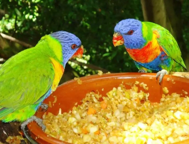 鸚鵡飲食禁忌 鸚鵡飲食禁忌