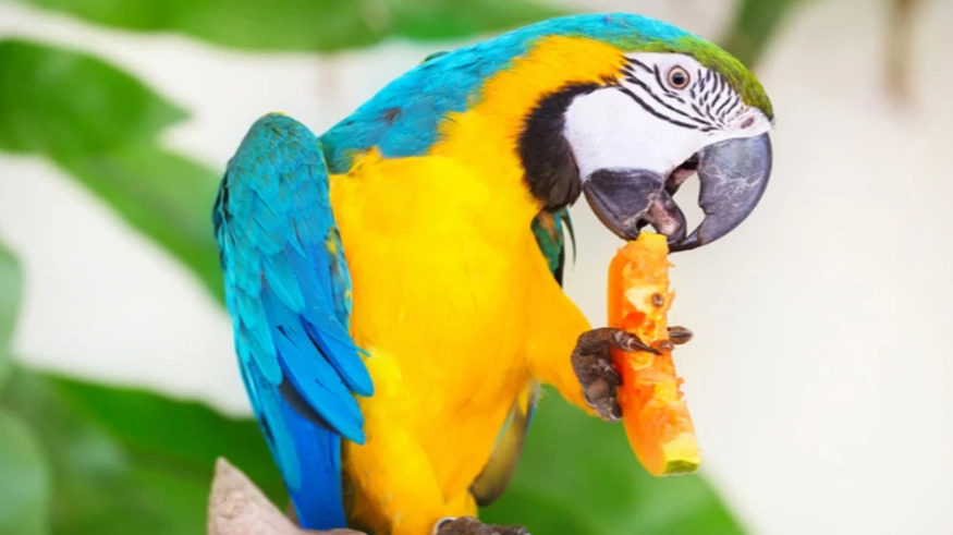 鸚鵡飲食禁忌