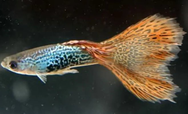 孔雀魚水質管理