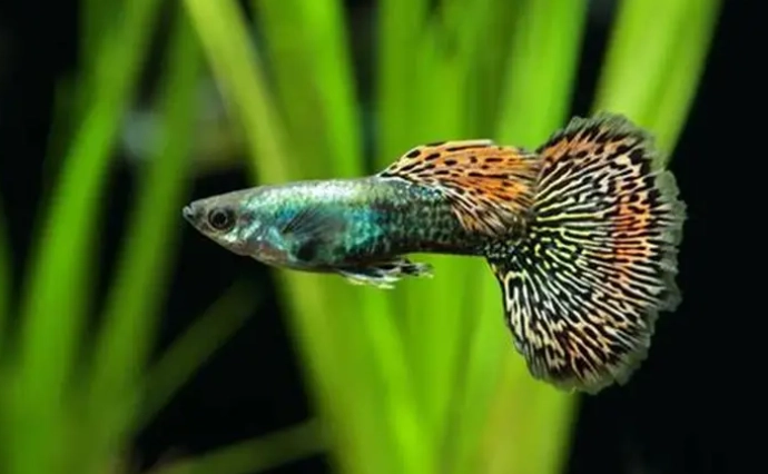 孔雀魚水質管理