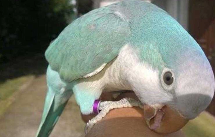 和尚鸚鵡飲食禁忌