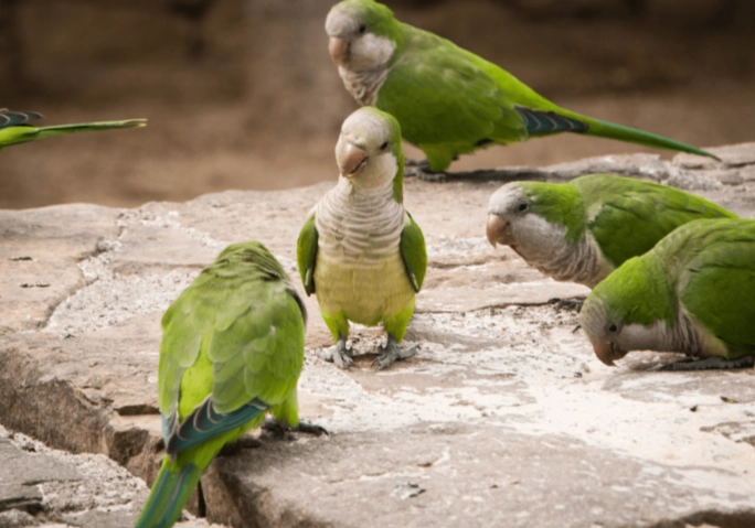 和尚鸚鵡不能吃的食物