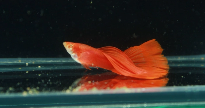 孔雀魚飼養技巧