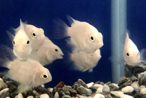 觀賞魚產卵照顧