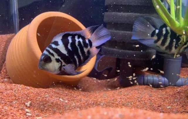 迷你鸚鵡魚成長階段