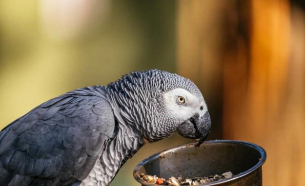 鸚鵡飲食禁忌