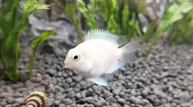 觀賞魚產卵照顧