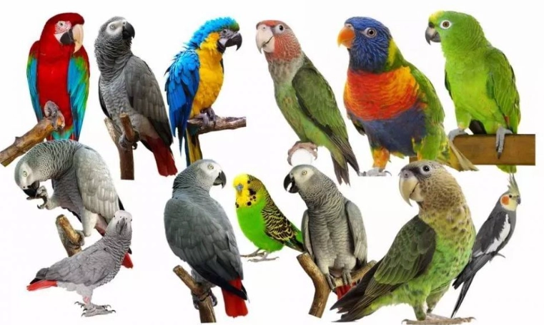 鸚鵡吃櫻桃安全嗎