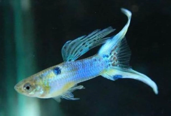 孔雀魚餵食頻率