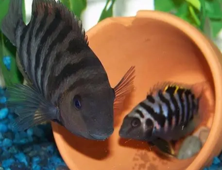 水族箱魚類顏色變化