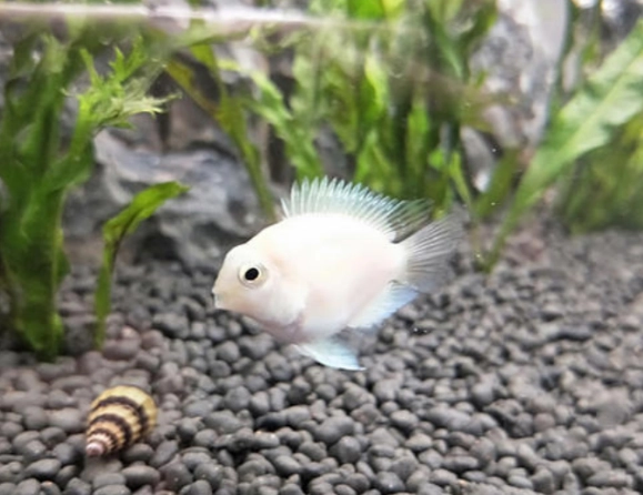 水族箱魚類顏色變化