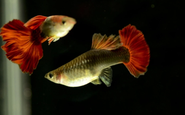 孔雀魚換水頻率