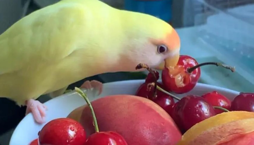 鸚鵡水果餵食
