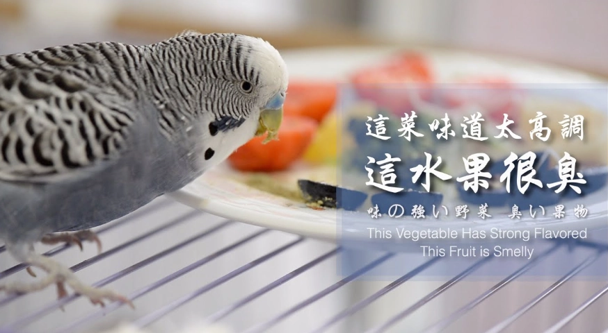 鸚鵡水果餵食