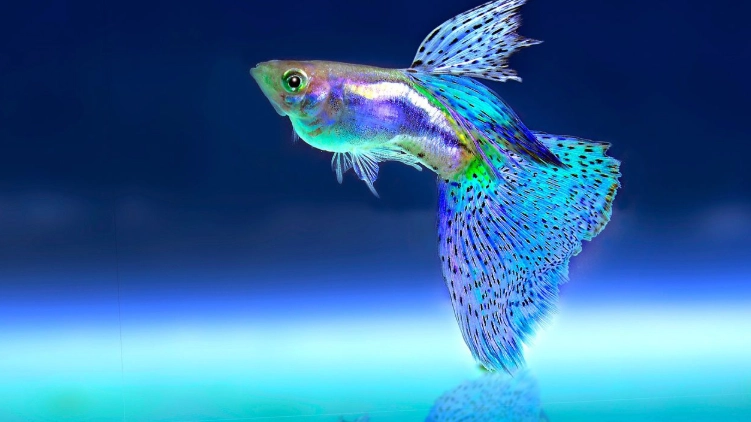 孔雀魚飼養技巧