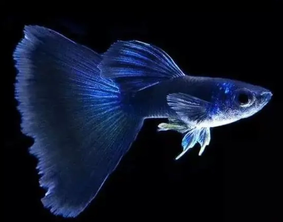 孔雀魚死亡原因