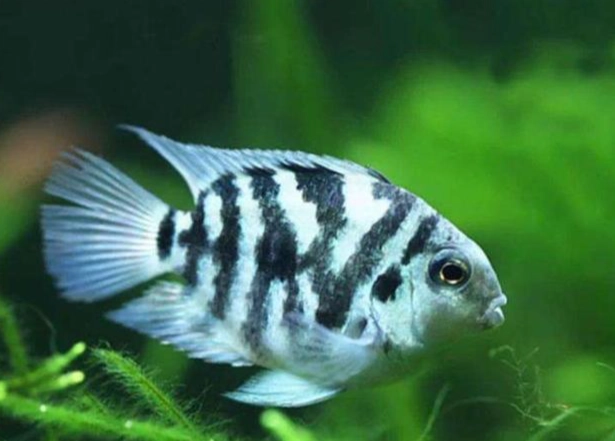 迷你鸚鵡魚成長問題