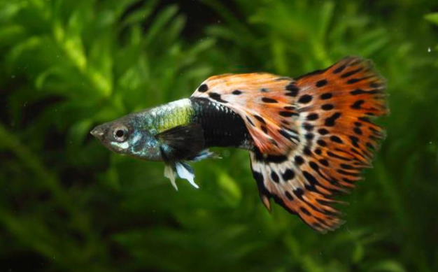 孔雀魚飼養技巧