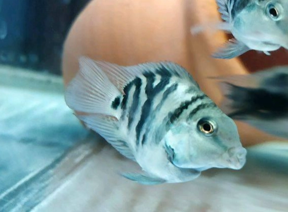 鸚鵡魚色彩護理