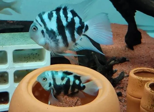 迷你鸚鵡魚成長問題