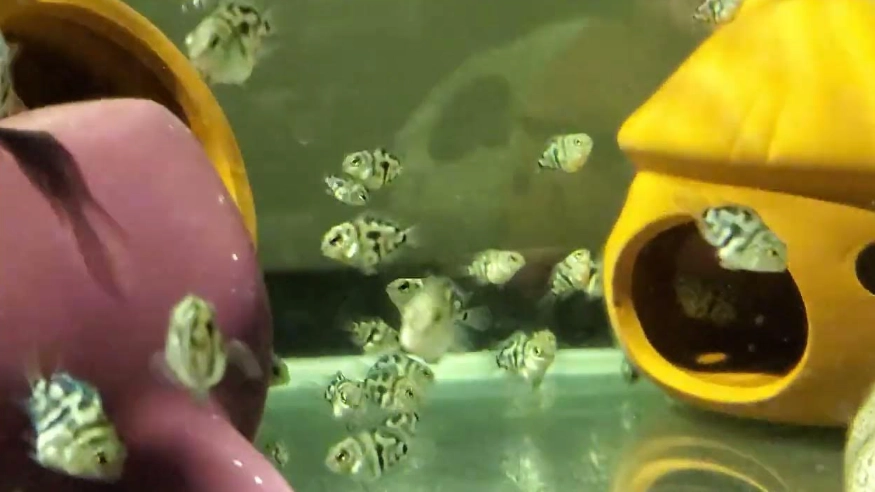 迷你鸚鵡魚成長階段