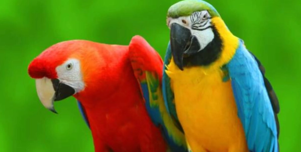 鸚鵡健康食譜 鸚鵡健康食譜