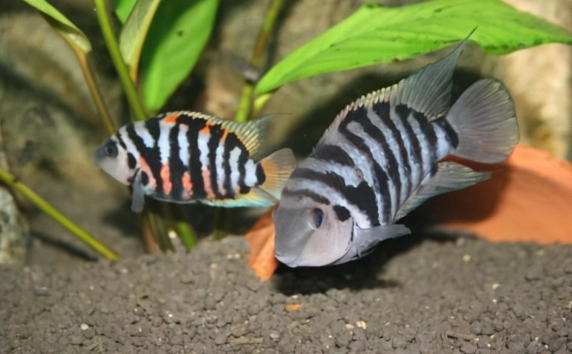 水族箱魚類顏色變化