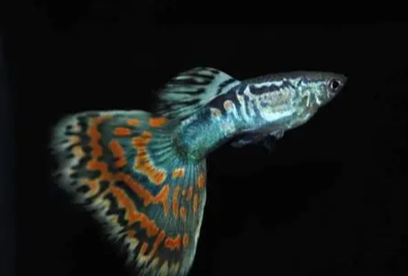 孔雀魚換水頻率