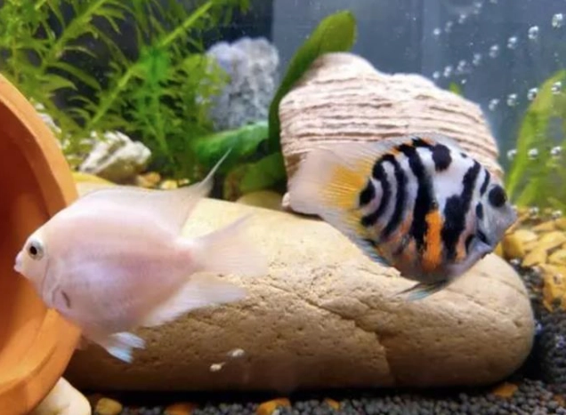 迷你鸚鵡魚飼養技巧