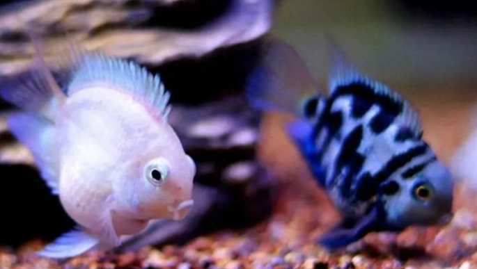 鸚鵡魚繁殖方法