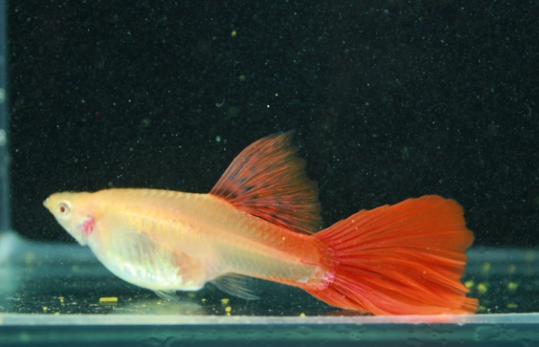 孔雀魚餵食頻率