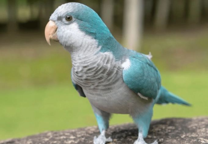 鸚鵡飼養注意事項