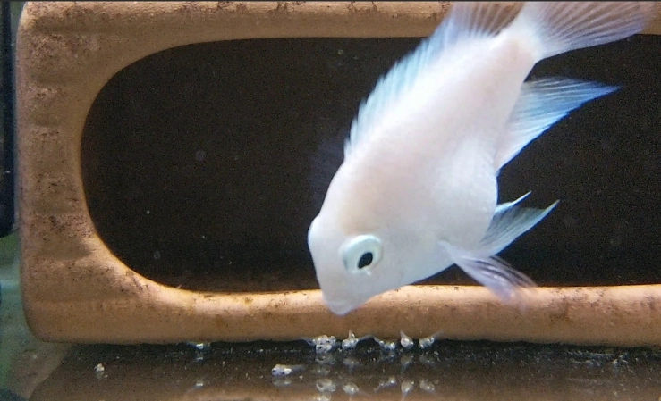 鸚鵡魚繁殖方法