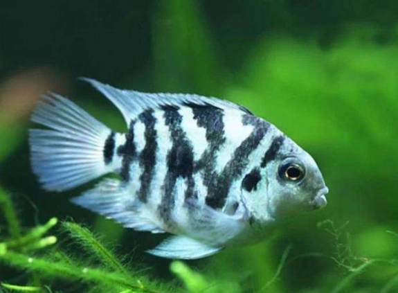 鸚鵡魚色彩護理