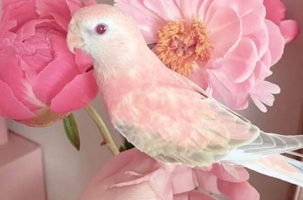 秋草鸚鵡飼養問題 秋草鸚鵡飼養問題