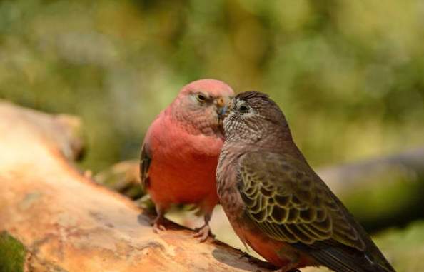 秋草鸚鵡飼養 秋草鸚鵡飼養
