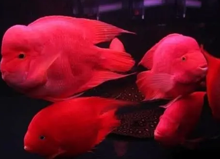 血鸚鵡飼料比較