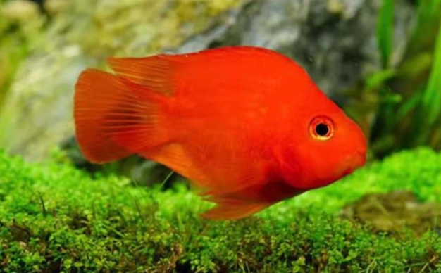 血鸚鵡生長尺寸