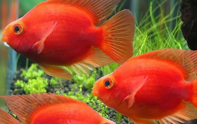 血鸚鵡生長尺寸