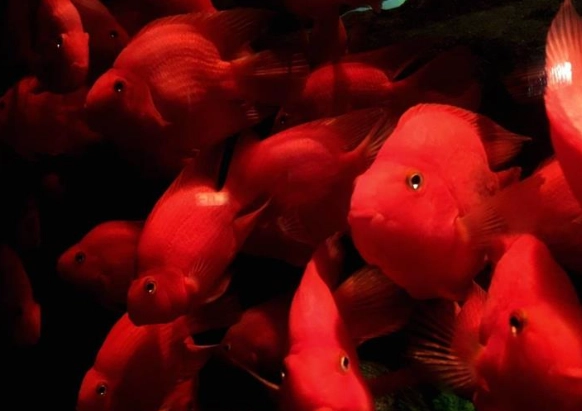 血鸚鵡魚價格 血鸚鵡魚價格