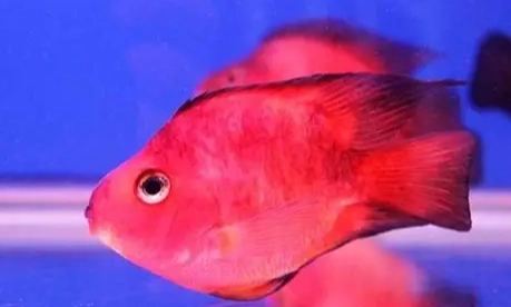 血鸚鵡變白原因