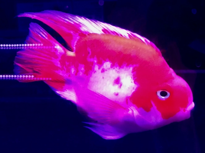 血鸚鵡飼養方法