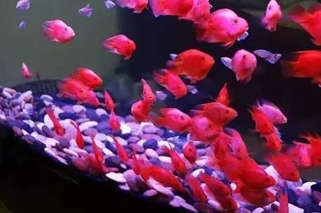 血鸚鵡變白原因