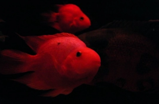 血鸚鵡換水方法 血鸚鵡換水方法